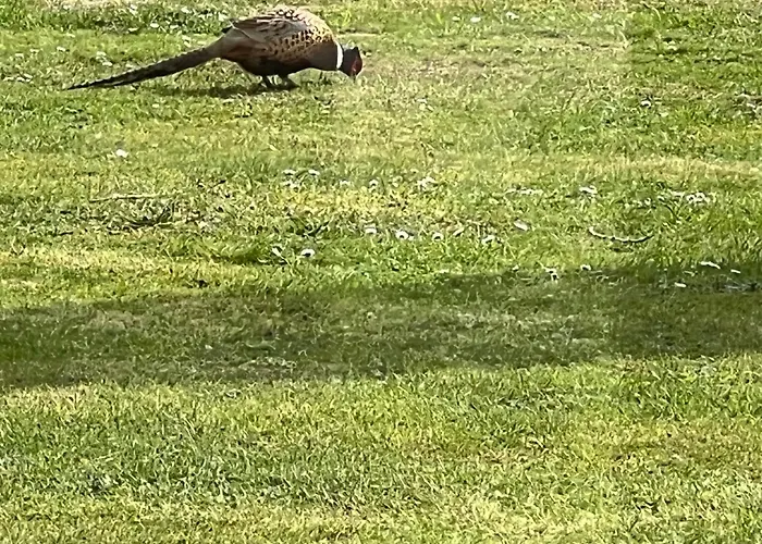 Gite Aimee De L'etoile *